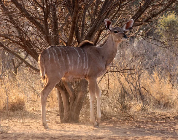 Alerta Kudu Ewe Under Bushveld Tree — Fotografia de Stock