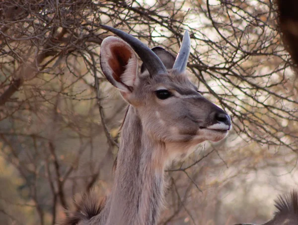 Jeune taureau Kudu avec petites cornes — Photo