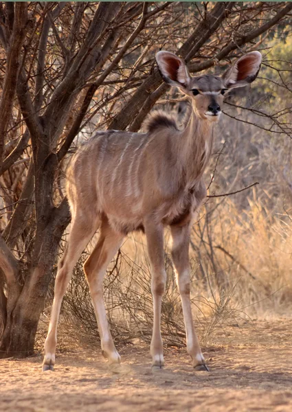 Wachsames junges Kudu-Schaf unter Buschbaum — Stockfoto