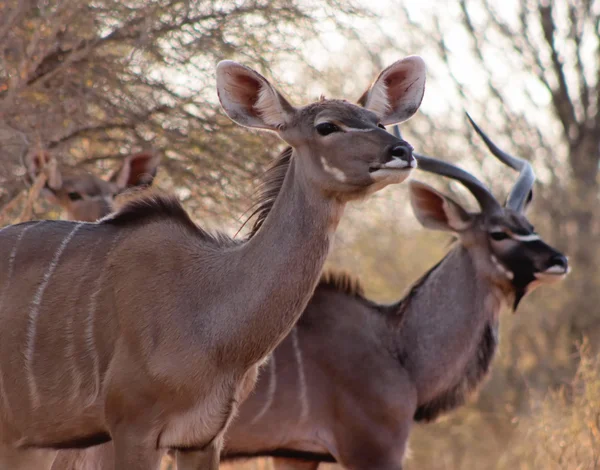 Kudu Ewe com Bull no fundo — Fotografia de Stock
