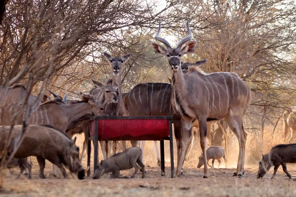 Kudu stáda a worthogs na krmení pit — Stock fotografie