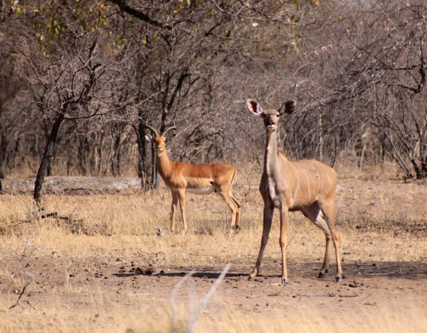 Uyarı kudu ewe ve Impala Koç — Stok fotoğraf