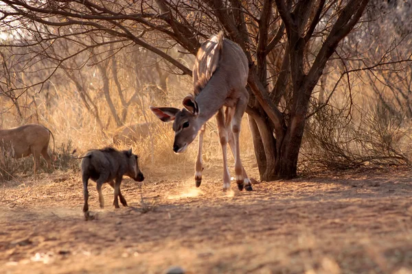 Kudu bahnice Standoff — Stock fotografie