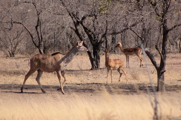 Kudu bahnice prochází kolem impala ram — Stock fotografie