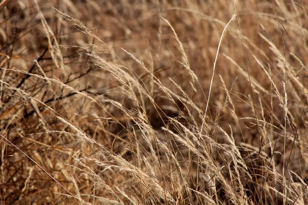 Bushveld Grass — Stock Photo, Image