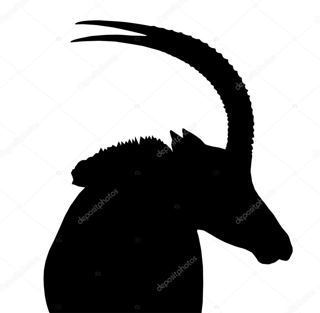 Sable Bull Portrait Side View Isolated Silhouette