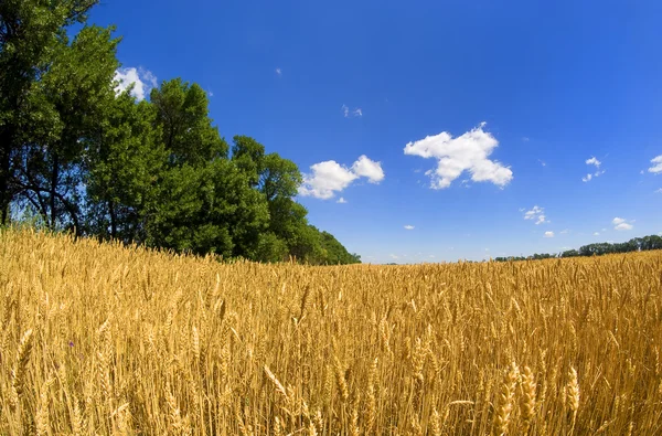 Um campo de trigo — Fotografia de Stock