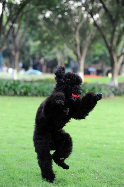 Чорний Пудель собака — стокове фото