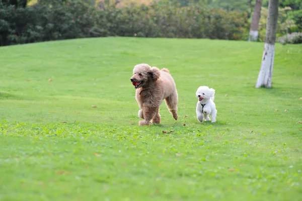Dois cães poodle correndo — Fotografia de Stock