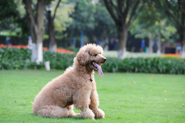 Poodle perro sentado —  Fotos de Stock