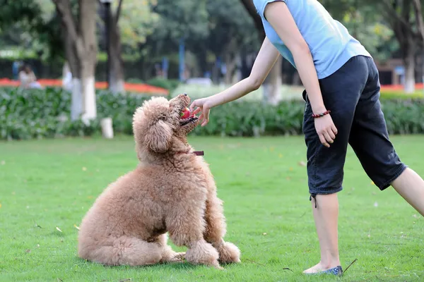 Мастер играет с собакой — стоковое фото