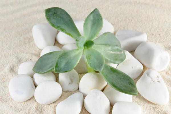 Rostlina na kameny a písek — Stock fotografie