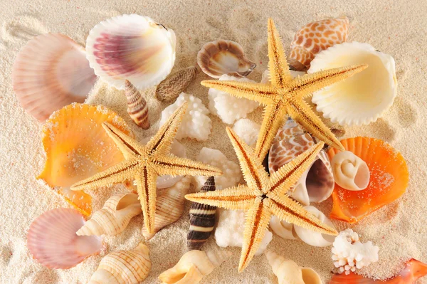 Grupo de conchas marinas —  Fotos de Stock