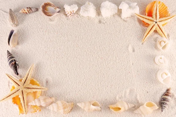 Grupo Seashells — Fotografia de Stock