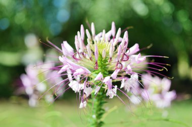 Cleome