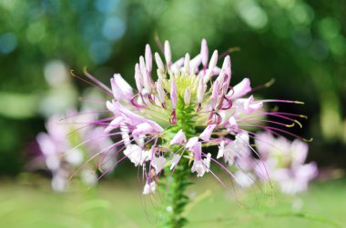 Cleome clipart