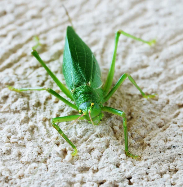 stock image Katydid