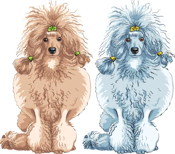 Διάνυσμα σκύλοs breed poodle συνεδρίαση — Διανυσματικό Αρχείο