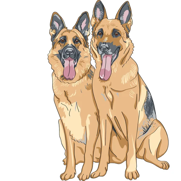 Szkic wektor kolor dwóch psów rasy Owczarek niemiecki — Wektor stockowy