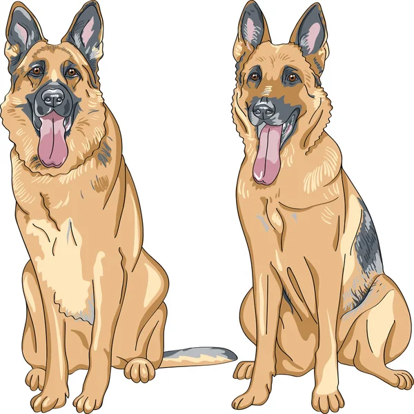 Schizzo di colore vettoriale due cani razza pastore tedesco — Vettoriale Stock