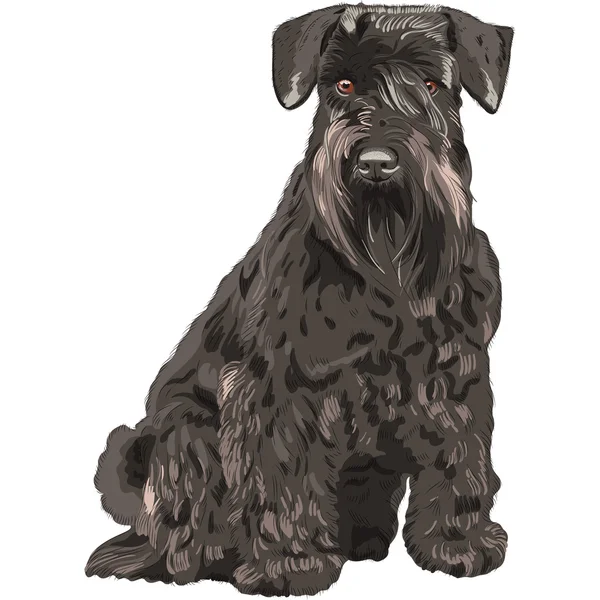 Vektor-fekete törpe Schnauzer kutya ülő — Stock Vector