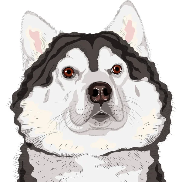 アラスカンマラミュート犬のベクトルのクローズ アップの肖像画 — ストックベクタ
