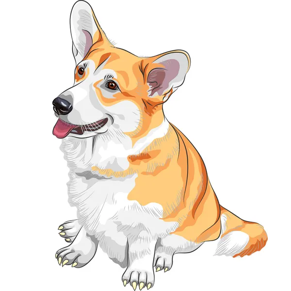 Διανυσματικά σκίτσο σκύλος pembroke ουαλλέζικο corgi χαμογελώντας — Διανυσματικό Αρχείο