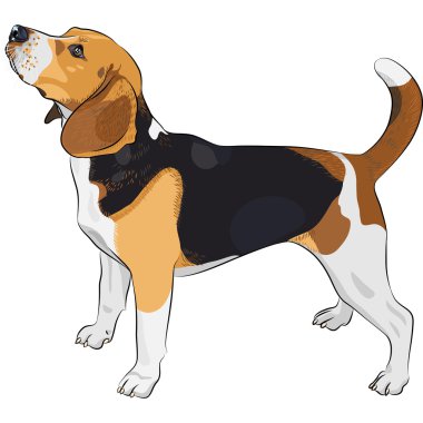 Vector sketch dog Beagle breed clipart