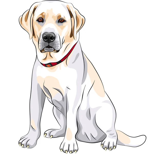 Vector schets gele hondenras labrador retriever zitten — Stockvector