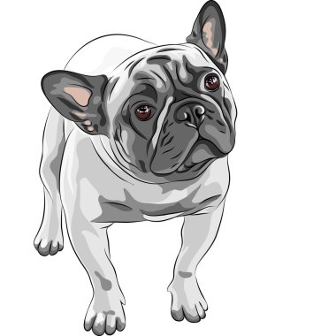 Vector sketch domestic dog French Bulldog breed clipart