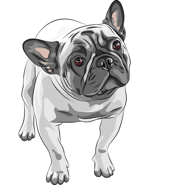Векторный набросок домашней собаки французской породы Бульдог — стоковый вектор