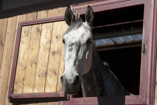 Un caballo ecuestre —  Fotos de Stock