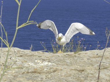 formentera, martı