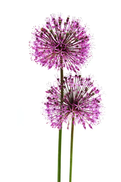 Virág lila színű — Stock Fotó