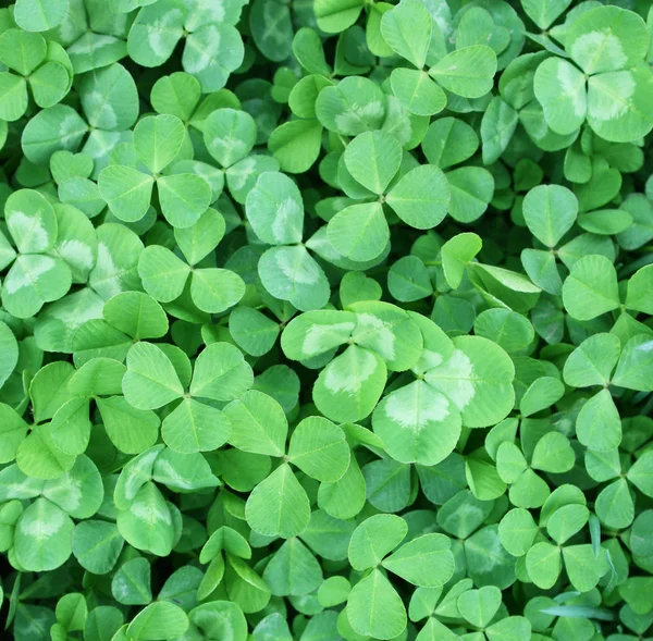 stock image Clovers