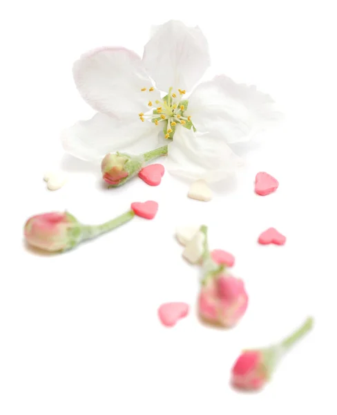 핑크 하트와 꽃 봉 오리를 배치 — 스톡 사진