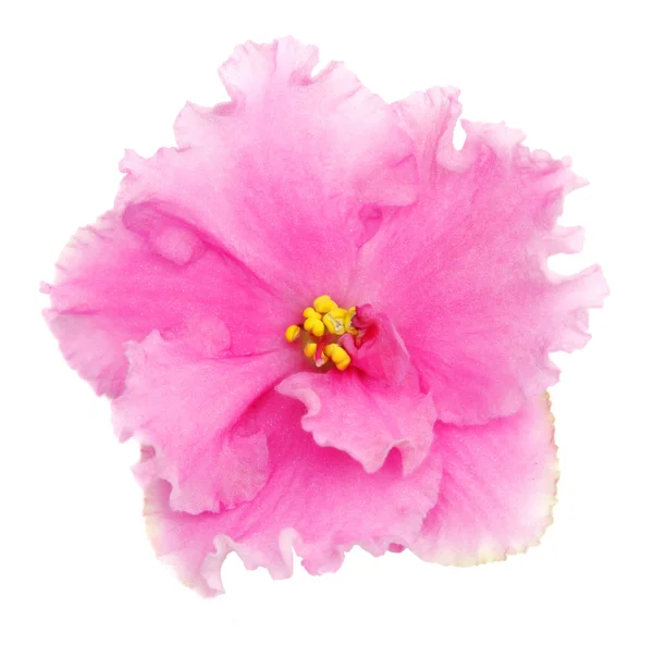 Różowy fioletowy — Zdjęcie stockowe