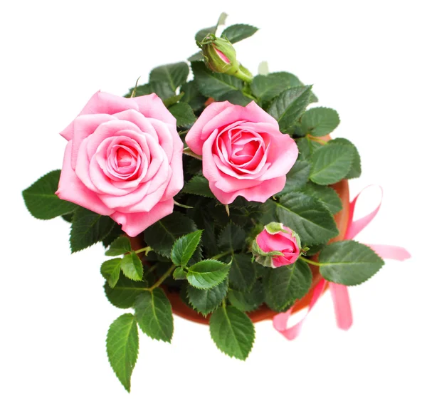Rose in ceramic pot — Stock Photo, Image
