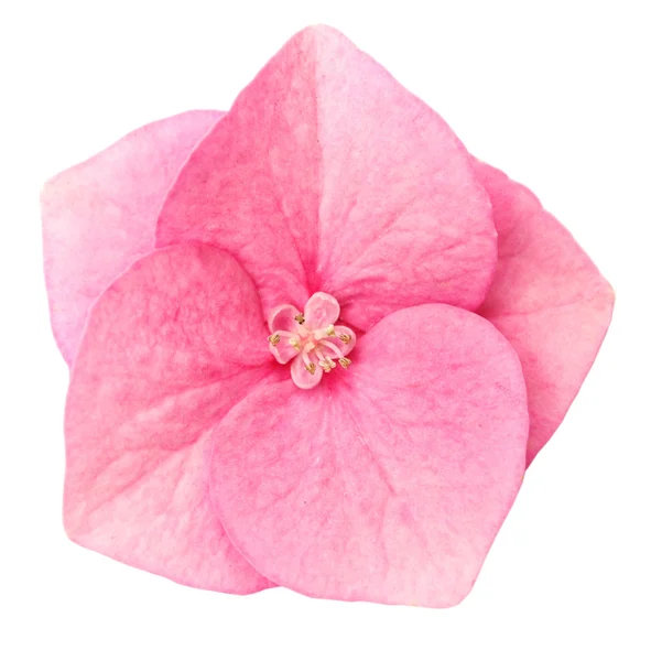 Květ hortenzie — Stock fotografie
