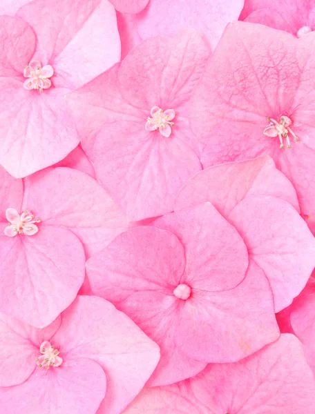 Květ hortenzie — Stock fotografie