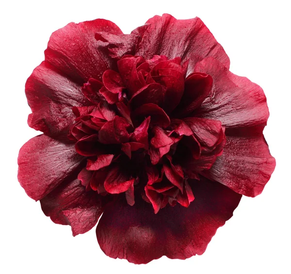 Poppy merah — Stok Foto