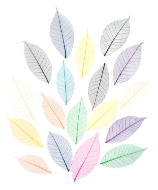 Skeletons of leaves clipart