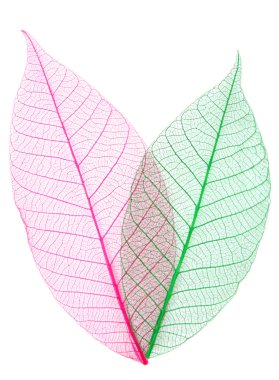 Skeletons of leaves clipart