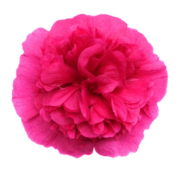 Różowy cebula — Zdjęcie stockowe