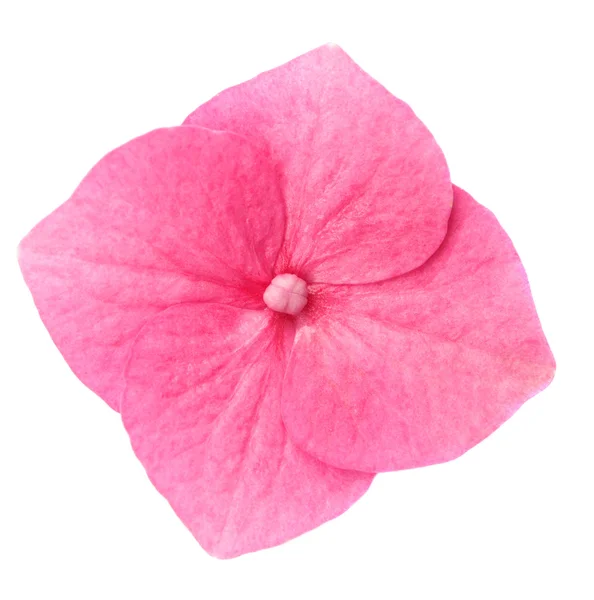 Λουλούδι Ορτανσία — Φωτογραφία Αρχείου