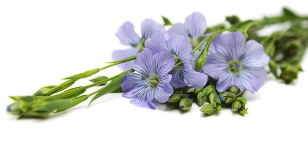 Flowers of flax — Stock Photo, Image