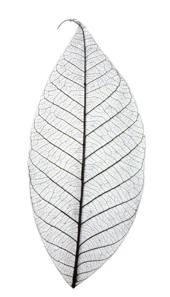 잎의 해골 — 스톡 사진