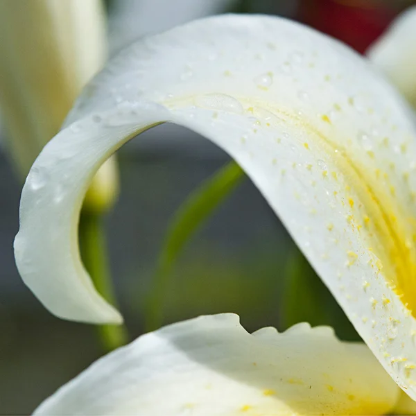 Kronblad vita liljor — Stockfoto