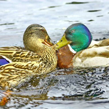 Forest pond and wild ducks clipart