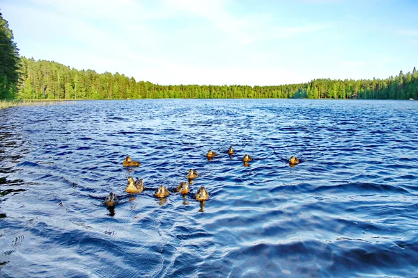 Jeziorko w lesie i dzikie kaczki — Zdjęcie stockowe